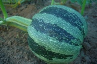 COURGE mongogo du guatémala.jpg