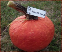 COURGE mooregold.jpg