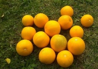 COURGE pomme d or.jpg