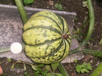 COURGE sweet dumpling.jpg