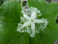COURGE trichosanthe cucumerina.jpg