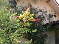 Caesalpinia gilliesii - Oiseau de Paradis jaune.jpg