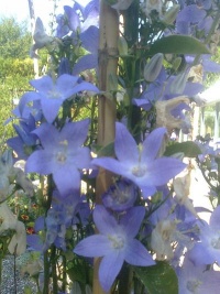 Campanula pyramidalis-1.jpg