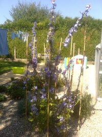 Campanula pyramidalis.jpg