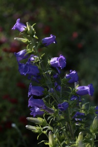 Campanule medium à grosses fleurs simple-1.jpg