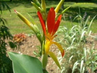Canna edulis.jpg