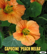 Capucine Peach Melba-1.jpg