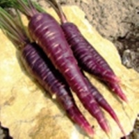 Carotte Violette-1.jpg