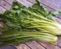 Catalogne Feuille dentelée.jpg