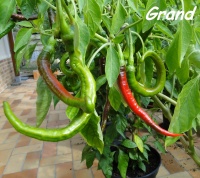 Cayenne joes long-1.jpg