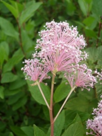 Ceanothe Marie Simon.jpg