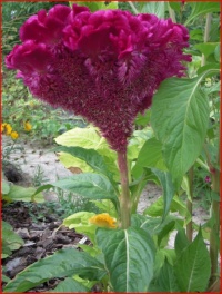 Celosia cristata.jpg