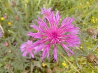 Centaurée jacée.jpg