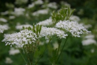 Cerfeuil commun-1.jpg