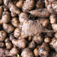 Cerfeuil tubéreux-1.jpg