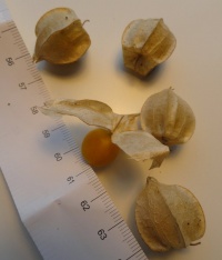 Cerise de terre Ananas.jpg