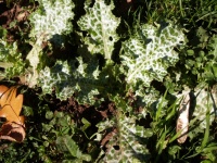 Chardon notre dame-1.jpg