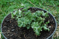 Chardon notre dame.jpg