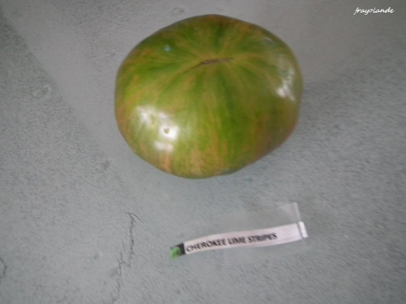 Fichier:Cherokee lime stripes.jpg