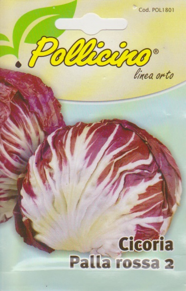 Fichier:Chicorée italienne Chicoree sauvage Palla Rossa 2.jpg