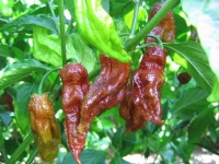 Chocolate Bhut Jolokia.jpg