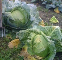 Choux de Magnat-1.jpg