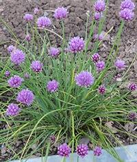 Ciboulette civette-1.jpg