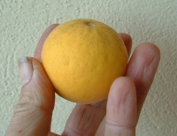 Citrus trifoliata-1.jpg
