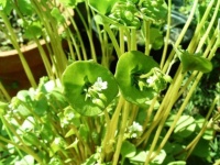 Claytone de cuba-1.jpg