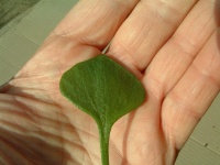 Claytone de cuba-2.jpg