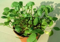 Claytone de cuba.jpg