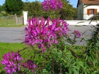 Cleome spinosa-1.jpg