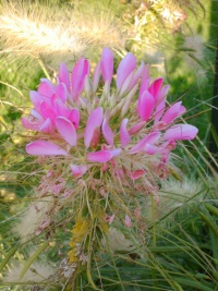Cleome spinosa-2.jpg