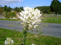 Cleome spinosa.jpg