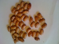 Coco nain rose d'Eyrargues.jpg