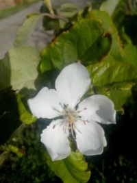 Cognassier sauvage.jpg