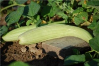 Concombre Arménien-1.jpg