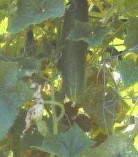 Concombre Longfellow.jpg