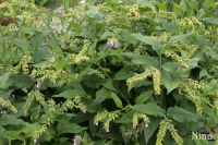 Consoude de Russie-1.jpg