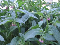 Consoude de Russie-2.jpg