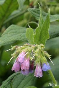 Consoude de Russie.jpg