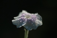 Coquelourde Angels Blush.jpg