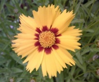 Coreopsis lanceolata Sterntaler.jpg