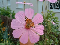 Cosmos à fleurs géantes.jpg