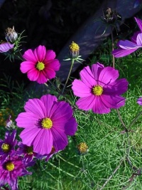 Cosmos bipinnatus-1.jpg