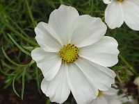 Cosmos bipinnatus-2.jpg