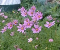 Cosmos bipinnatus.jpg