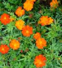 Cosmos orange-1.jpg