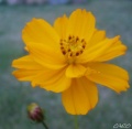 Cosmos orange.jpg