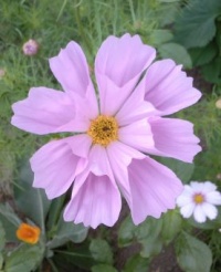 Cosmos sea shell-1.jpg